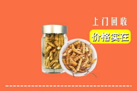 收购资讯:吉首市回收散虫草